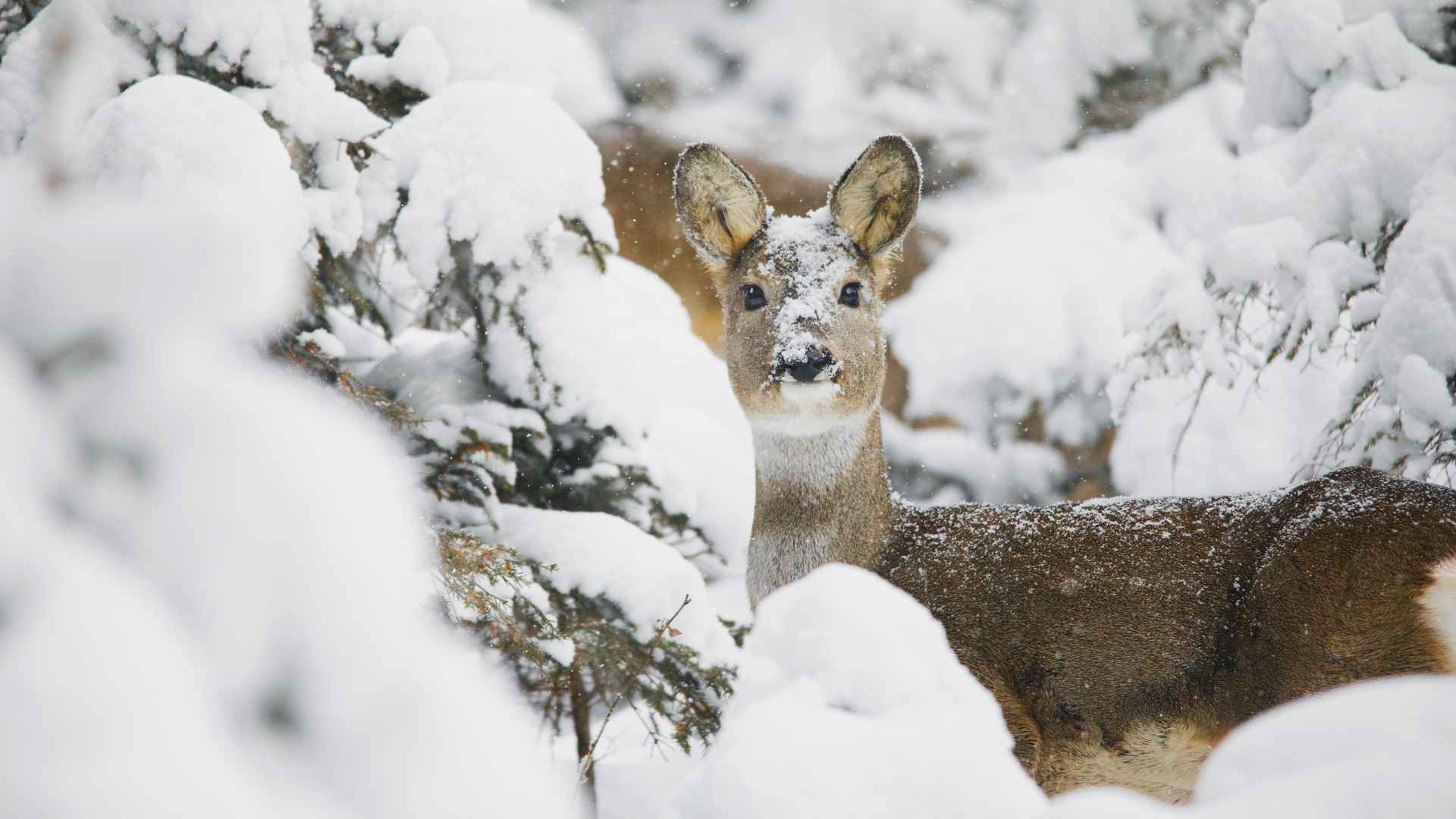 Roe deer, Trentino-Alto Adige, Italy (© Federica Cattaruzzi/eStock)(Bing New Zealand)