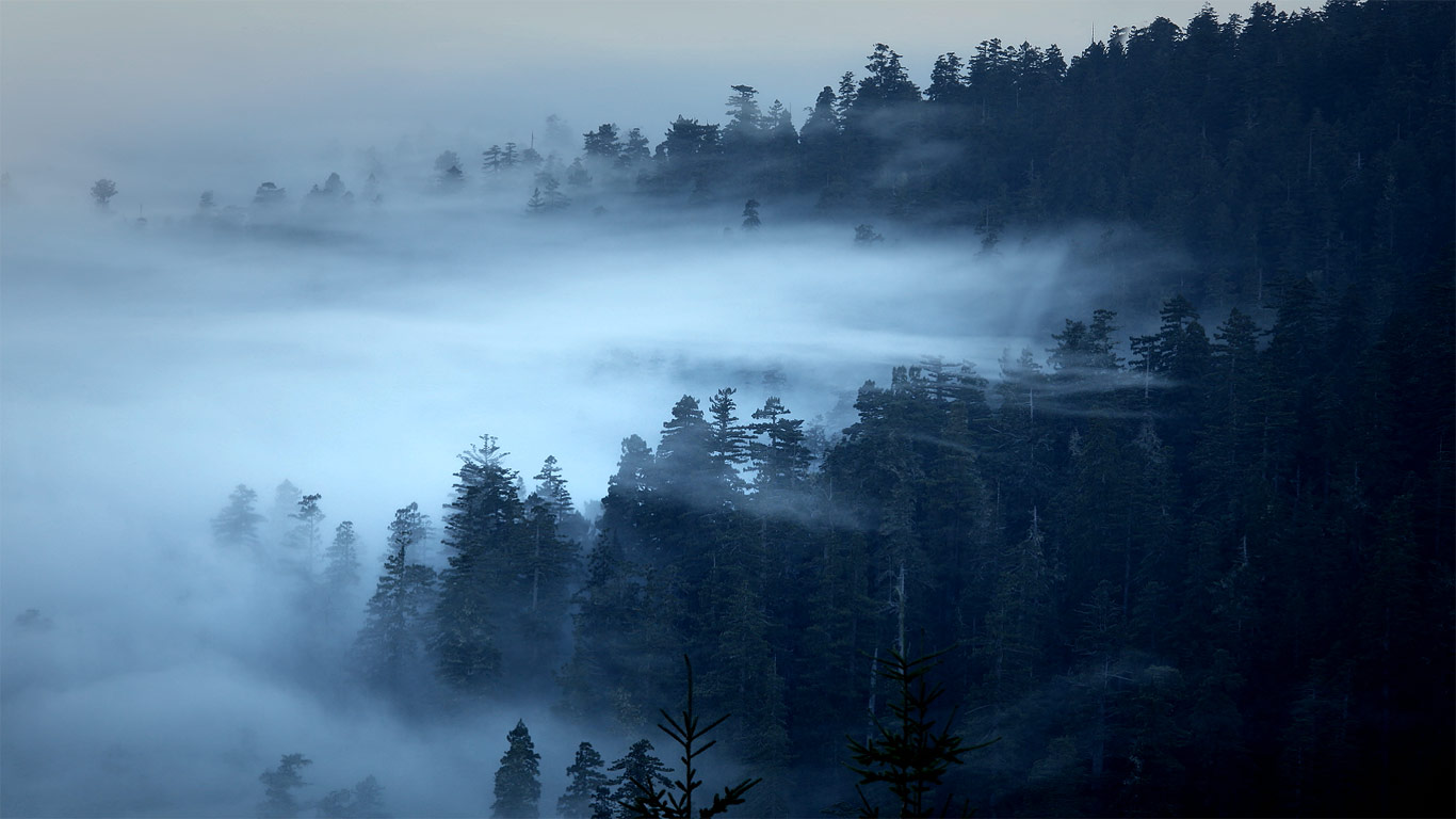 ｢レッドウッド国立公園の霧｣アメリカ, カリフォルニア州 (© David Fortney/Corbis Motion)(Bing Japan)