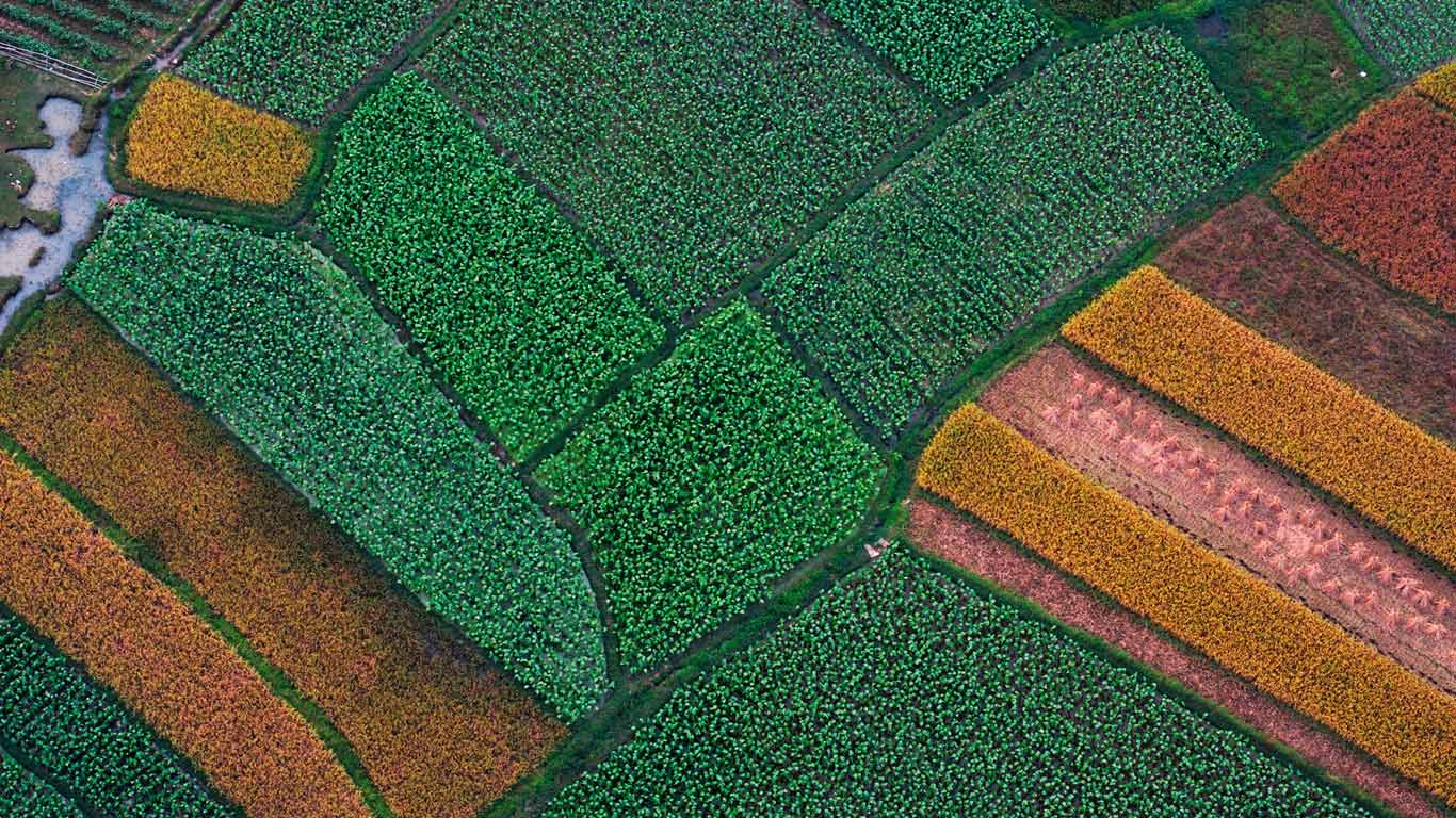 Aerial picture, field structure before rice harvestation, Guilin, Guanxi, China (© imageBROKER/Superstock)(Bing United Kingdom)