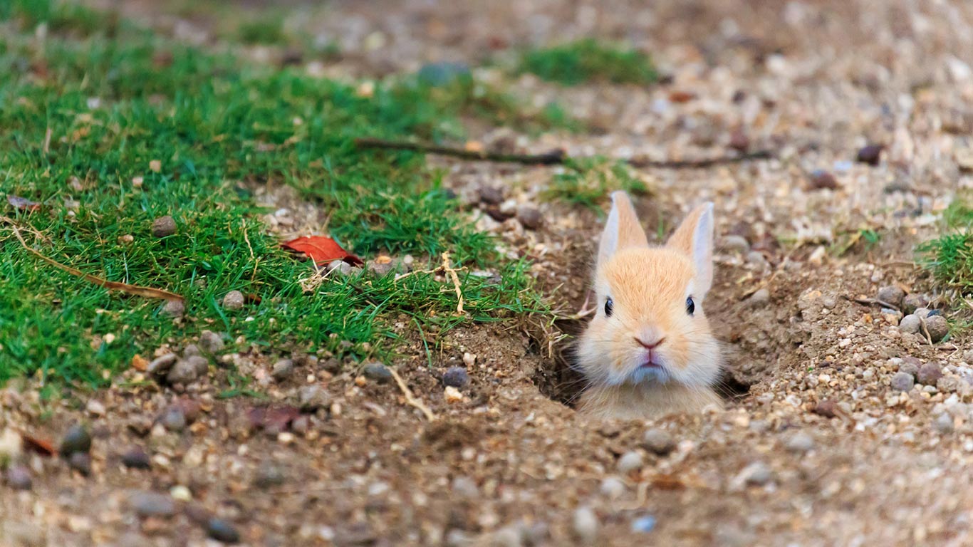 Baby feral domestic rabbit, Ōkunoshima Island (aka Rabbit Island), Hiroshima, Japan (© Yukihiro Fukuda/Minden Pictures)(Bing United Kingdom)