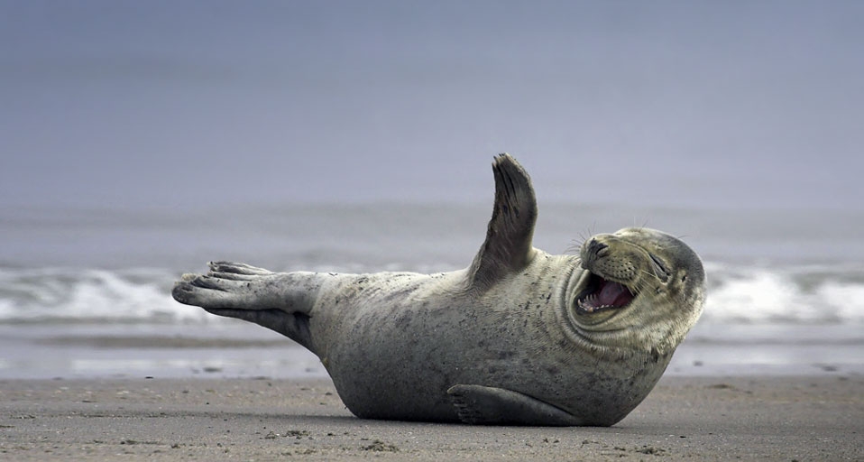 Grey seal on the beach near Helgoland, Germany -- Hinrich Baesemann/Corbis &copy; (Bing United Kingdom)