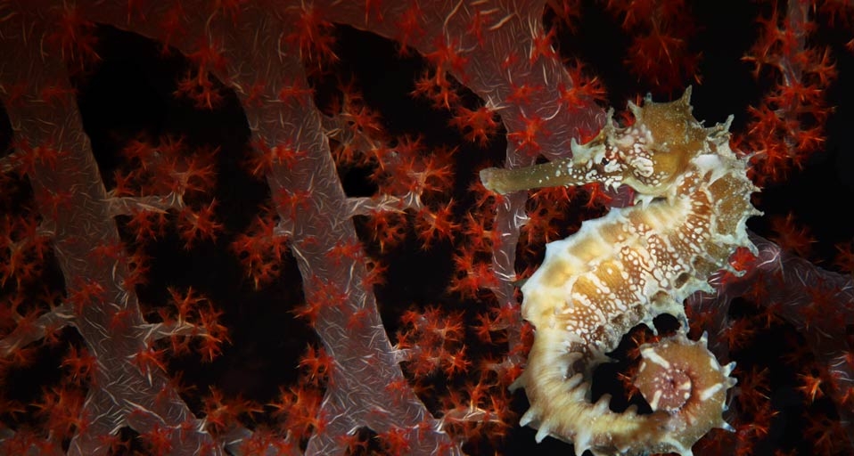 红珊瑚群中的海马 -- Douwma Georgette/Photolibrary &copy; (Bing China)