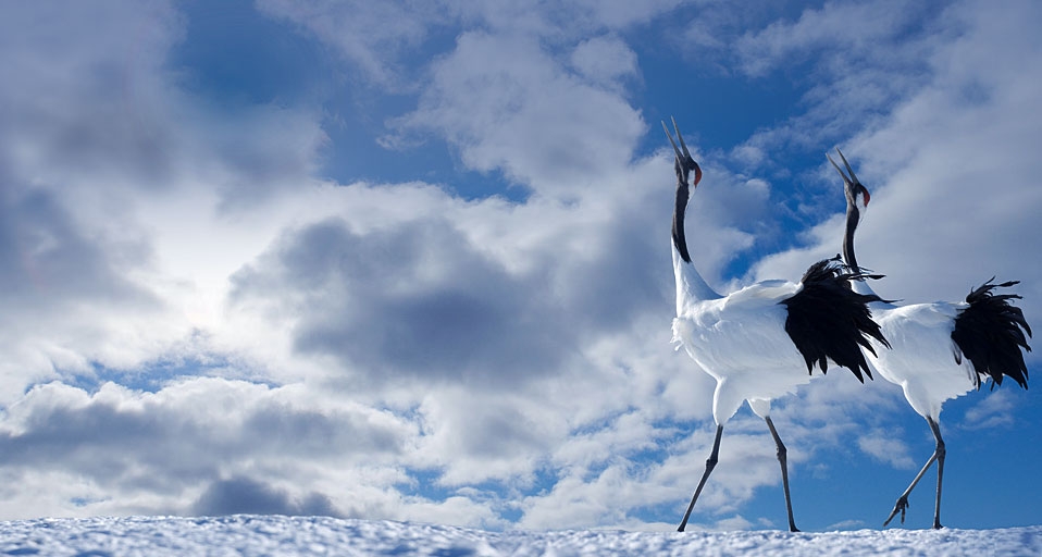 Japanese Cranes Cawing -- Akihiko Tachikawa/Aflo Foto Agency &copy; (Bing United Kingdom)