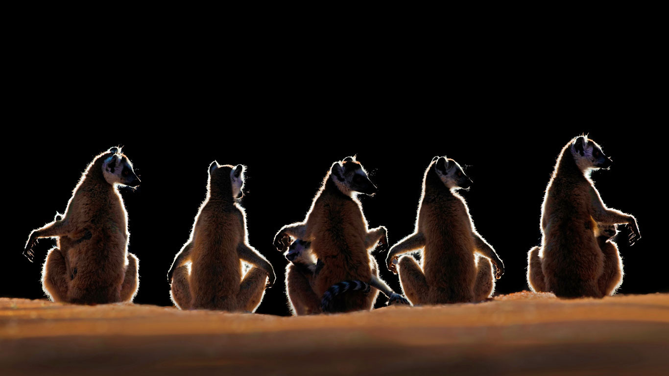 Ring-tailed lemurs in the Berenty Reserve of Madagascar (© Steve Bloom Images/Alamy)(Bing United Kingdom)