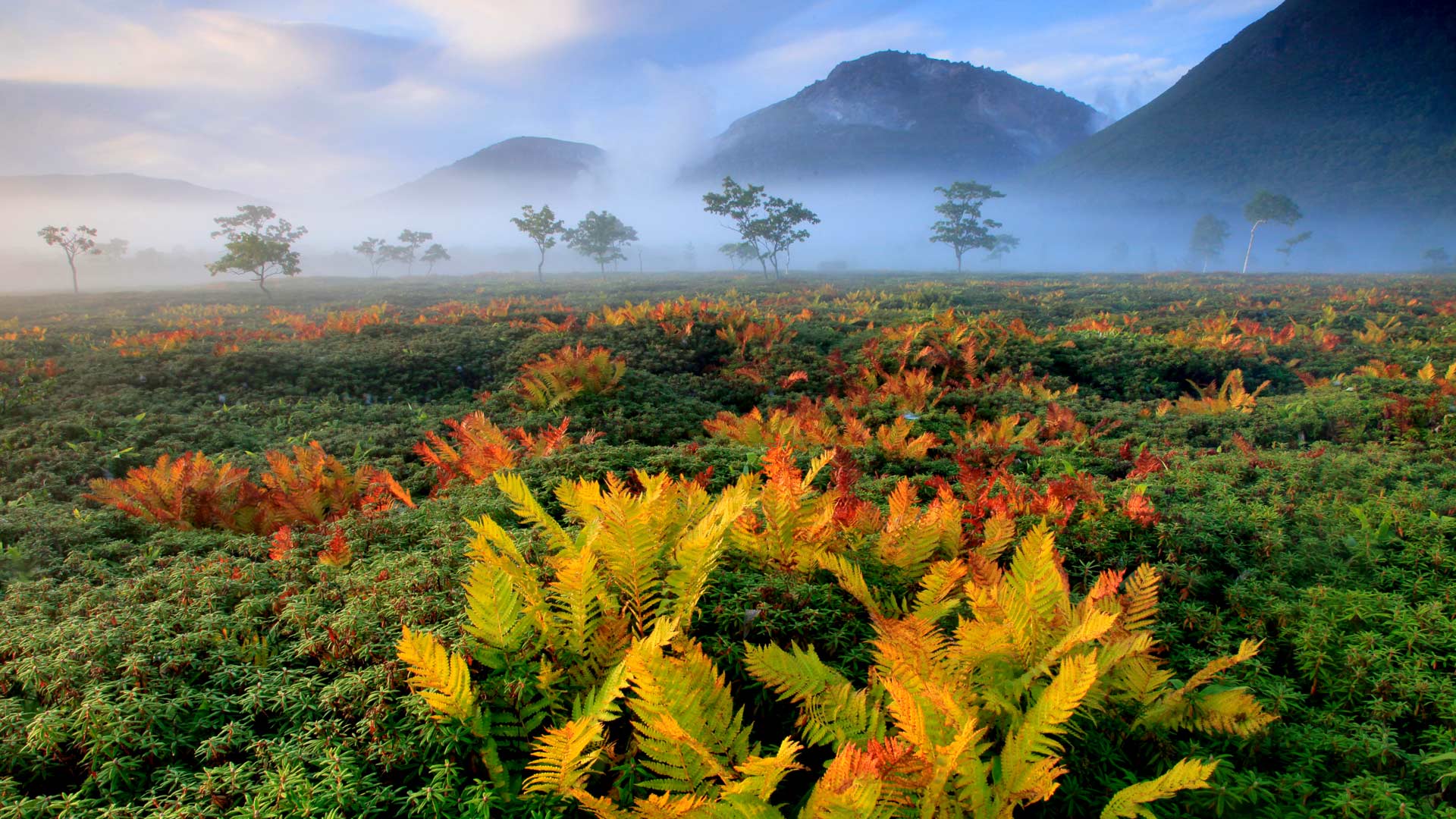 ｢シダの紅葉｣北海道 (© Hiroshi Yokoyama/Sime/eStock Photo)(Bing Japan)