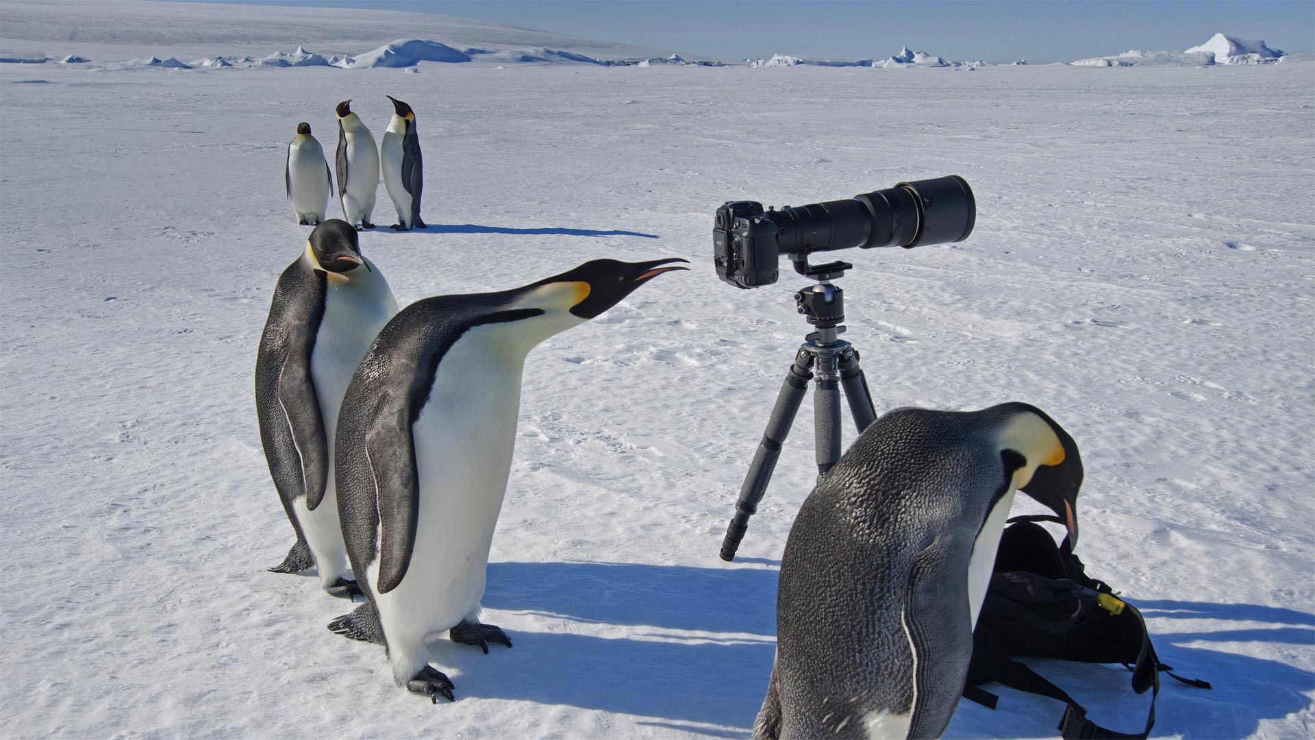 A group of curious Emperor penguins in Antarctica (© Mint Images Limited/Alamy)(Bing United Kingdom)