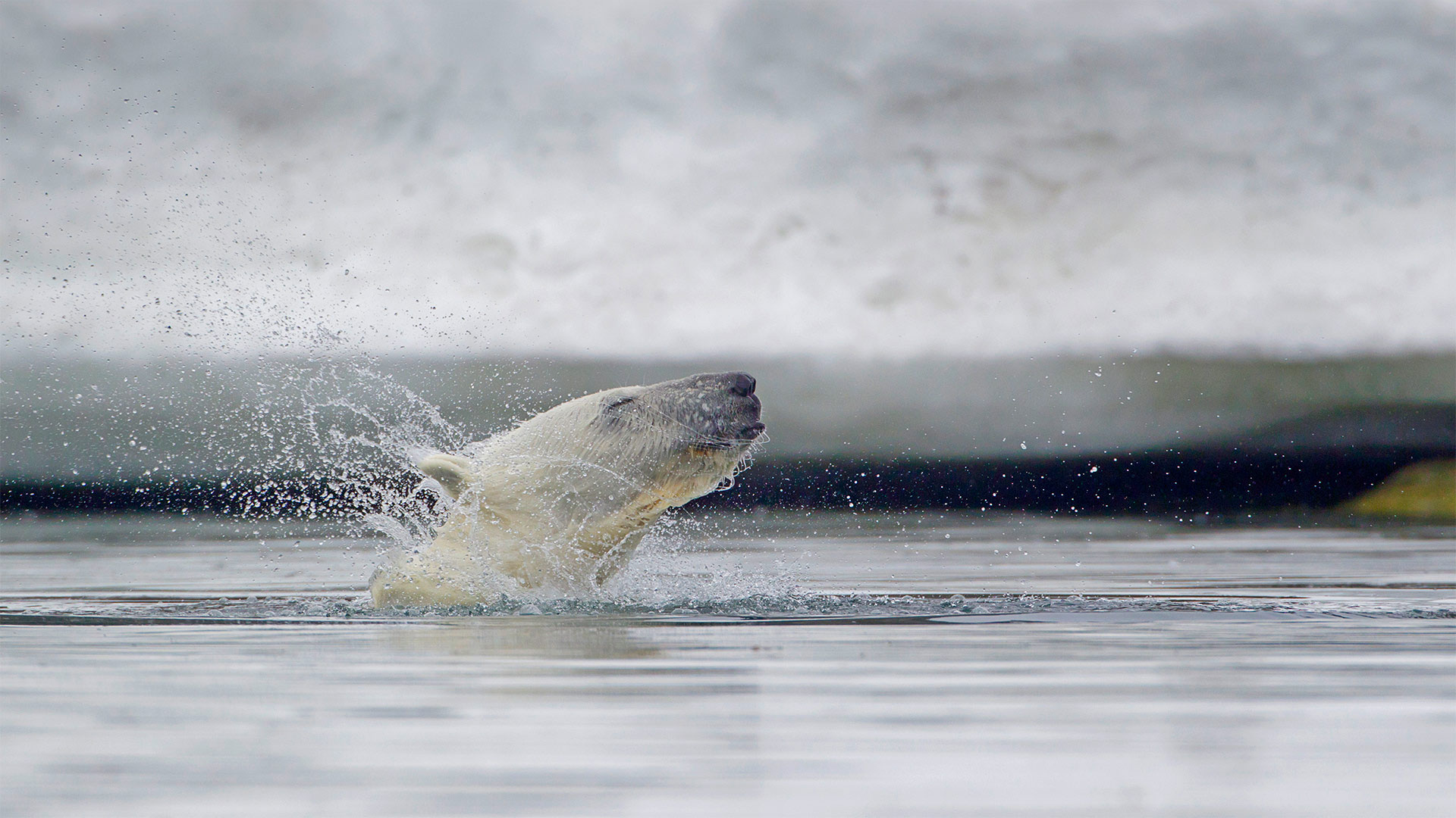 Polar bear in waters off Svalbard, Norway (© Westend61/Getty Images)(Bing Australia)