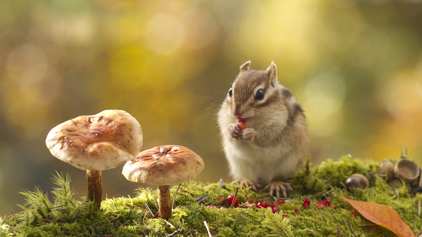 Chipmunk eating red berries (© Takao Onozato/Aflo/Getty Images)(Bing United Kingdom)