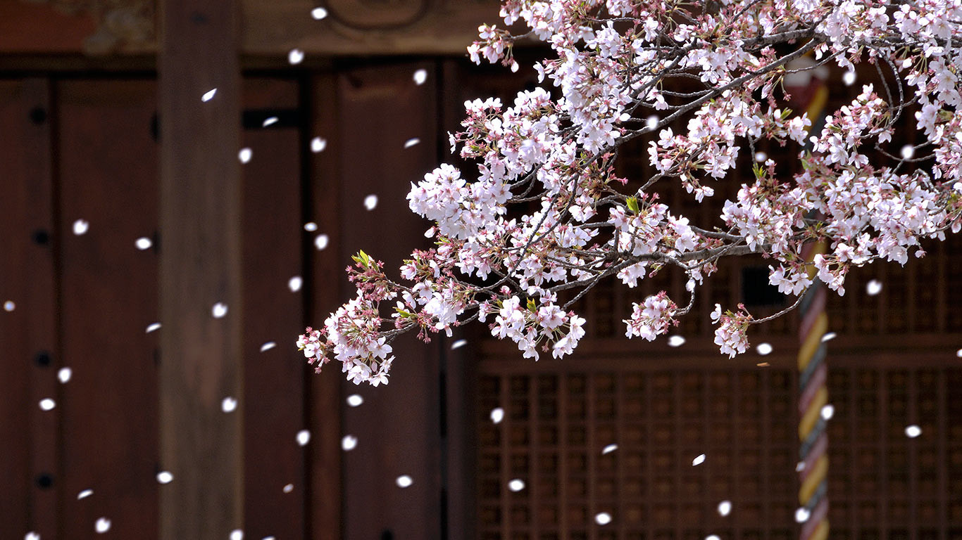 ｢寺院と桜吹雪｣大阪, 堺市 (© Aflo Relax/Masterfile)(Bing Japan)