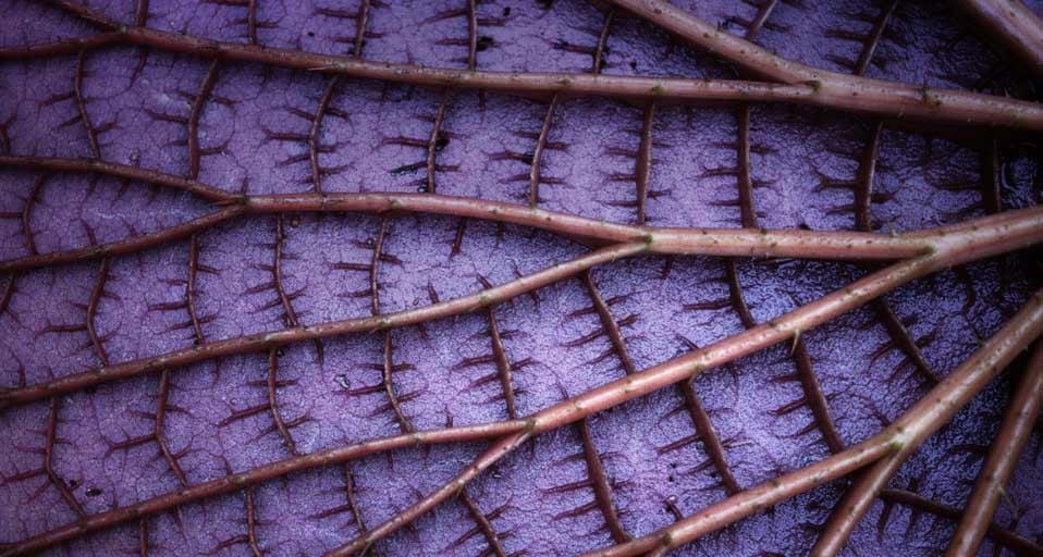 Detail of the underside of a giant Amazon water lily, Amazonas State, Brazil (© PhotoLink/Getty Images) &copy; (Bing United Kingdom)