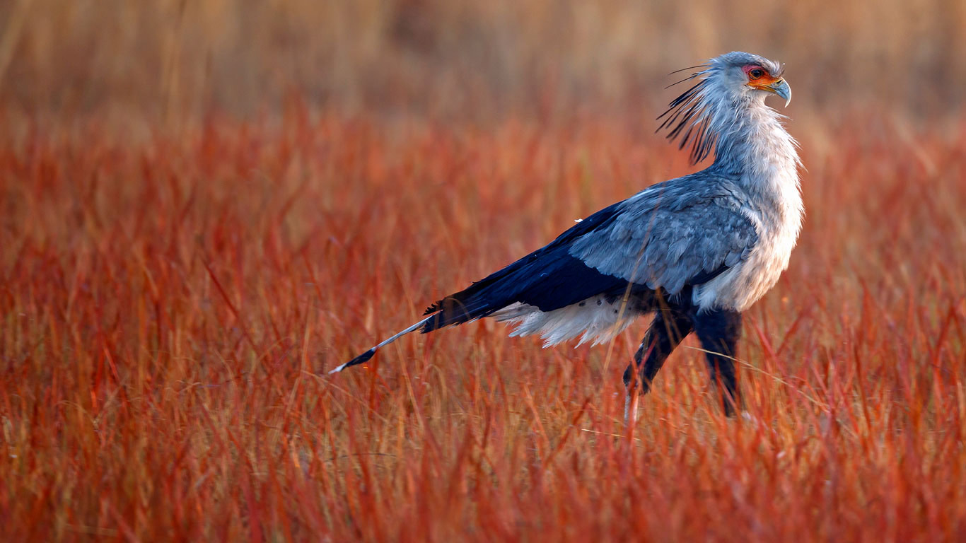 ｢ヘビクイワシ｣南アフリカ共和国 (© Richard du Toit/Getty Images)(Bing Japan)