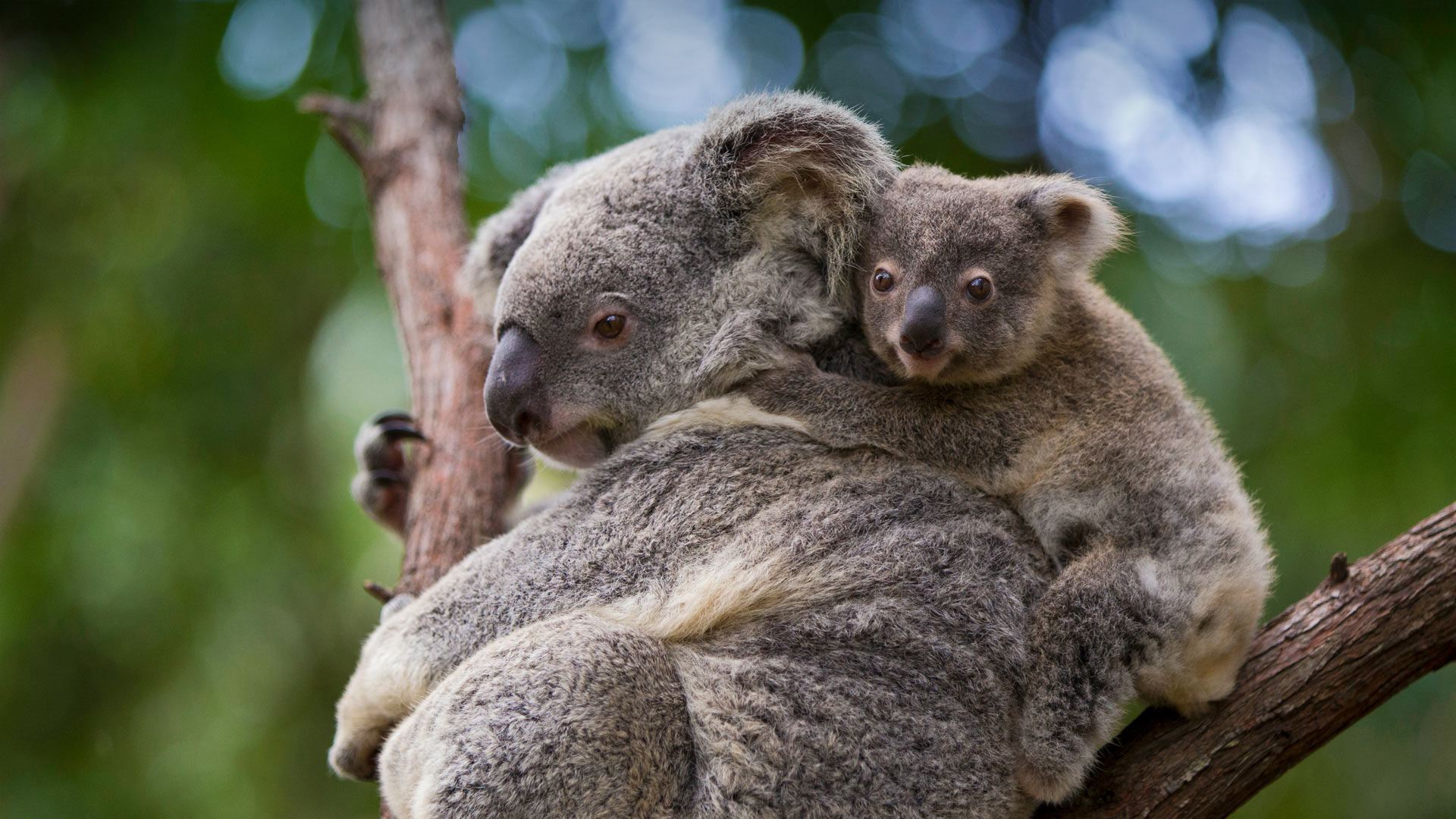Koala mother and 8-month-old joey, Queensland, Australia (© Suzi Eszterhas/Minden Pictures)(Bing United States)