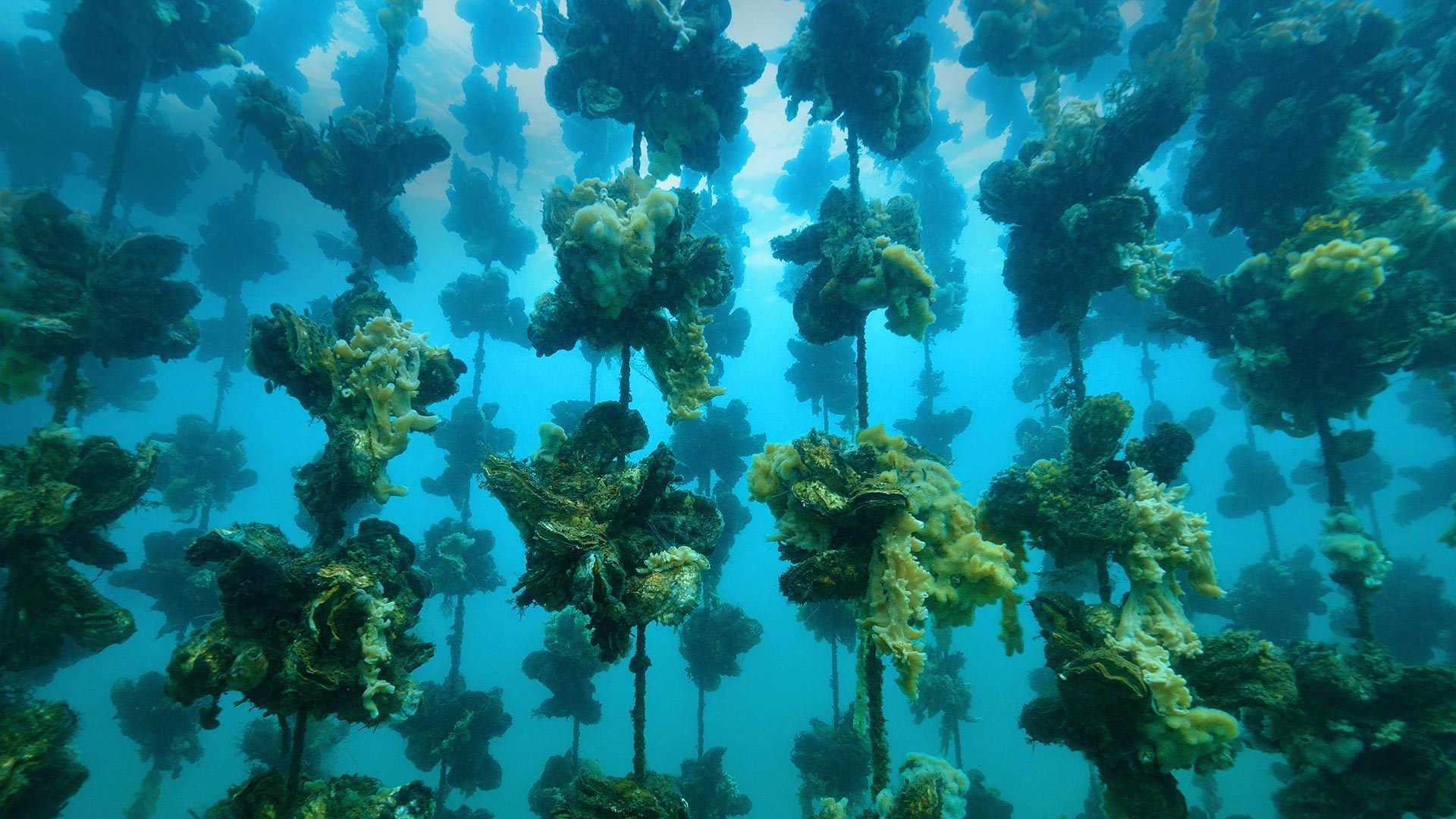 Oyster farm offshore from Notojima Island, Ishikawa Prefecture, Japan (© divedog/Shutterstock)(Bing United Kingdom)