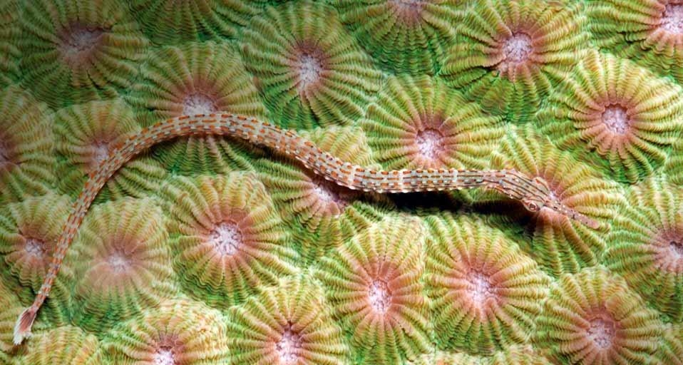 Orange-spotted pipefish in the Lembeh Strait of Sulawesi, Indonesia (© Daniela Dirscherl/Getty Images) &copy; (Bing United Kingdom)