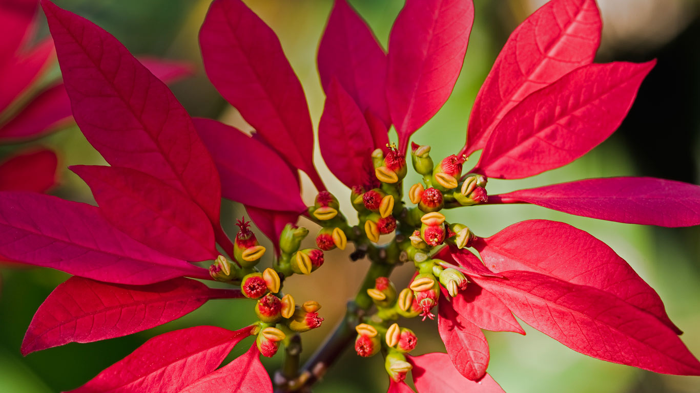Poinsettia flower buds (© Wild Wonders of Europe/Radisics/Minden Pictures)(Bing United Kingdom)