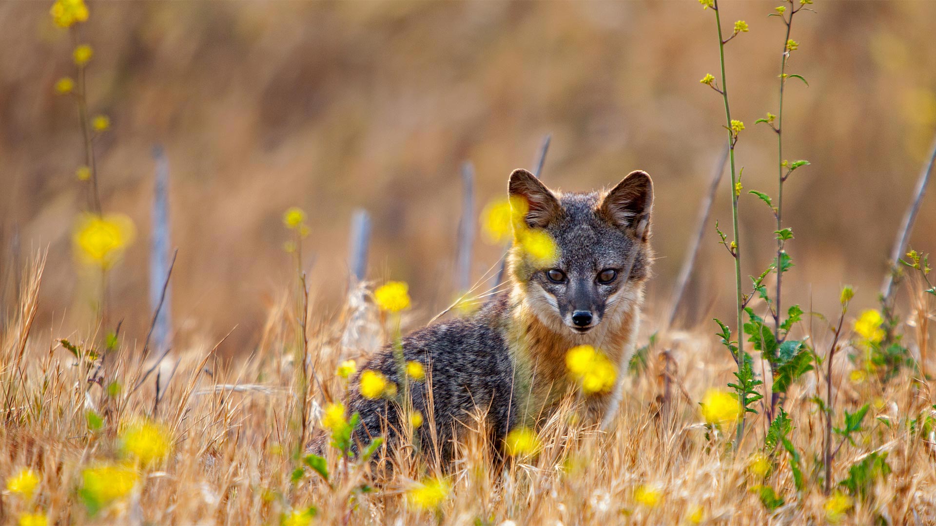 Island fox on Santa Cruz Island, Channel Islands National Park, California (© Ian Shive/Tandem Motion + Stills)(Bing Canada)