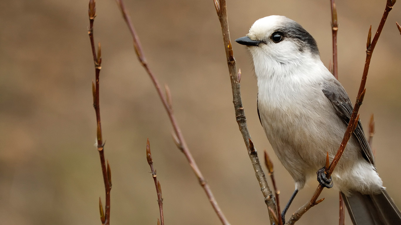Gray Jay at Riding Mountain National Park, Manitoba (© creighton359/Getty Images)(Bing Canada)