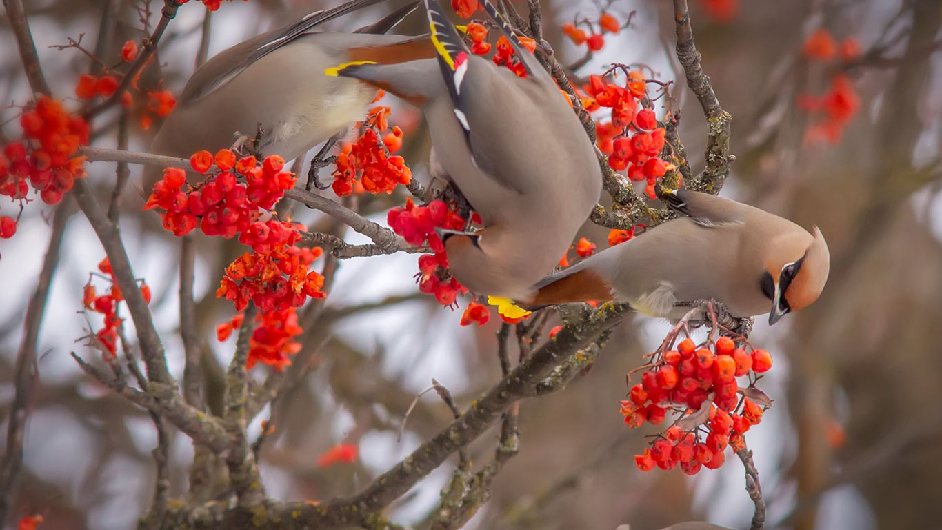 Bohemian waxwings eating rowan berries (© Chuck Haney/Alamy)(Bing United Kingdom)