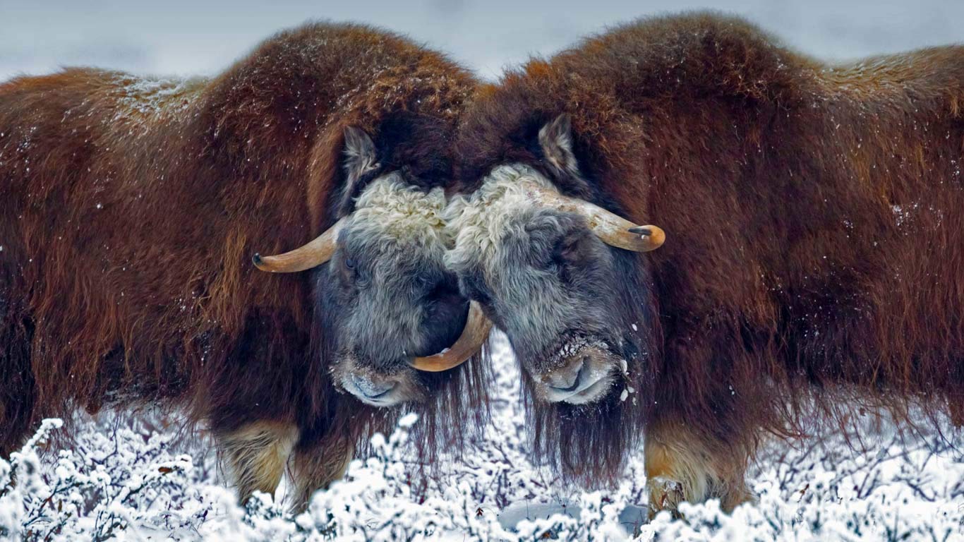 Male muskoxen near Prudhoe Bay, Alaska, USA (© Oliver Smart/Alamy)(Bing United Kingdom)