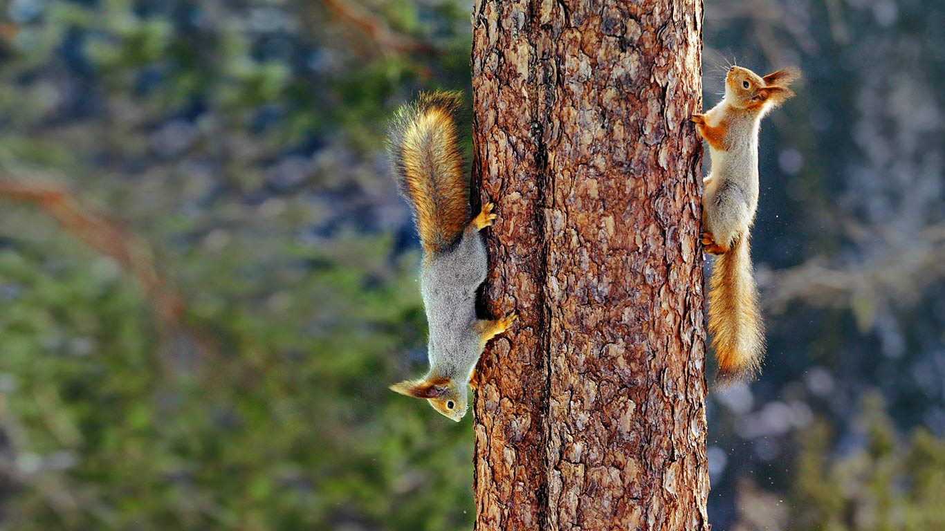 Eurasian red squirrels in Finland (© Jorma Luhta/Minden Pictures)(Bing United Kingdom)