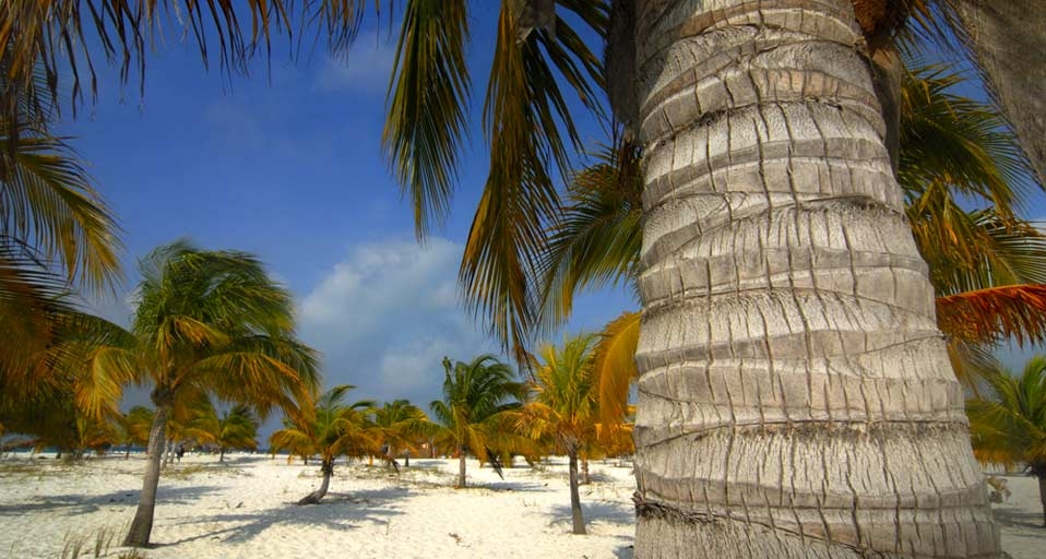 Cayo Largo del Sur, Cuba -- imagebroker rf /photolibrary &copy; (Bing United Kingdom)
