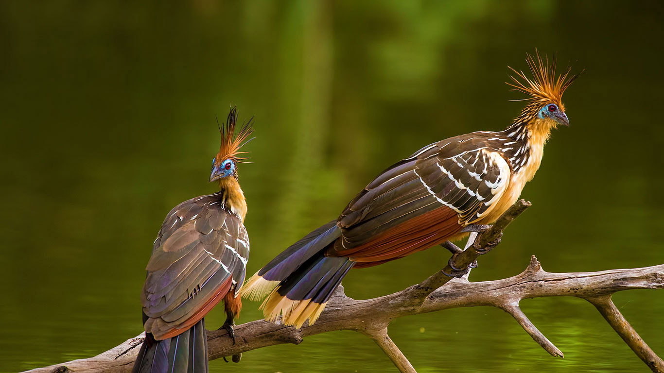 Two hoatzins, perched in Brazil (© Morten Ross/500px)(Bing United Kingdom)