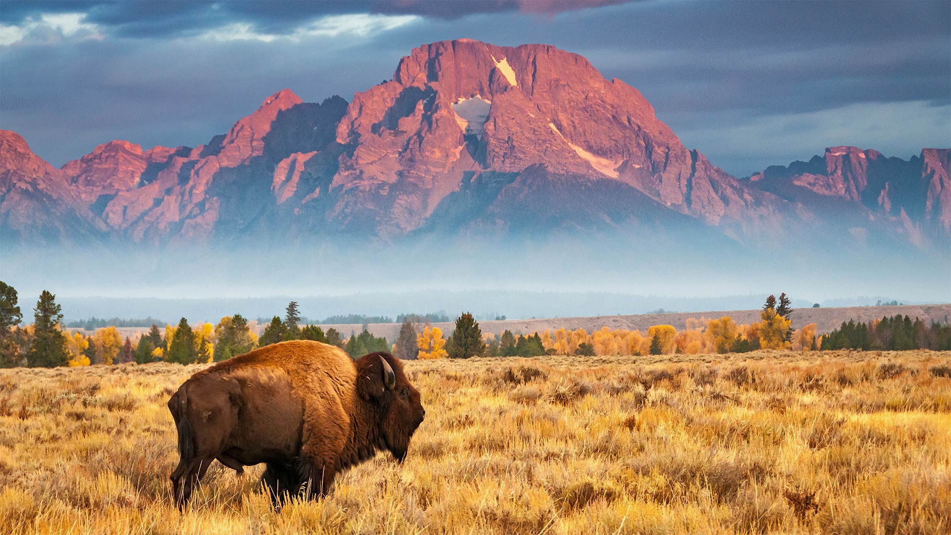 Bison in Grand Teton National Park, Wyoming, USA (© Brian Evans/Getty Images)(Bing United Kingdom)