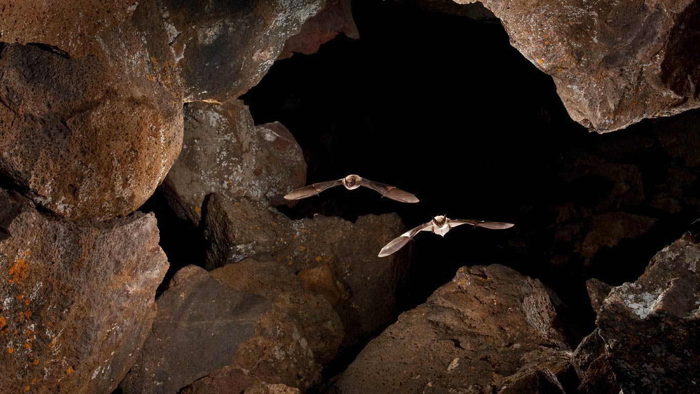 Myotis bats in Pond Cave, Craters of the Moon National Monument and Preserve, Idaho (© Michael Durham/Minden Pictures)(Bing United States)