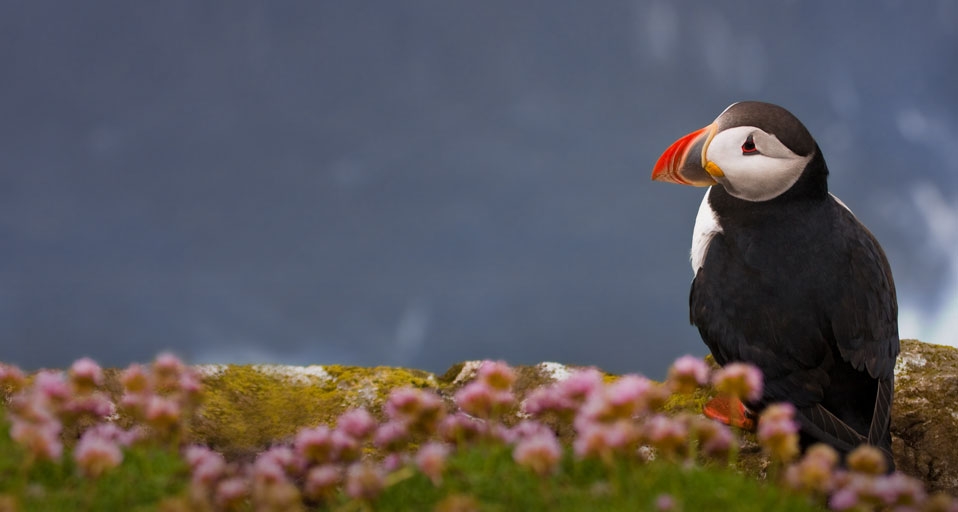 Atlantic Puffin. Látrabjarg, Iceland – Tony Ernst &copy; (Bing Canada)