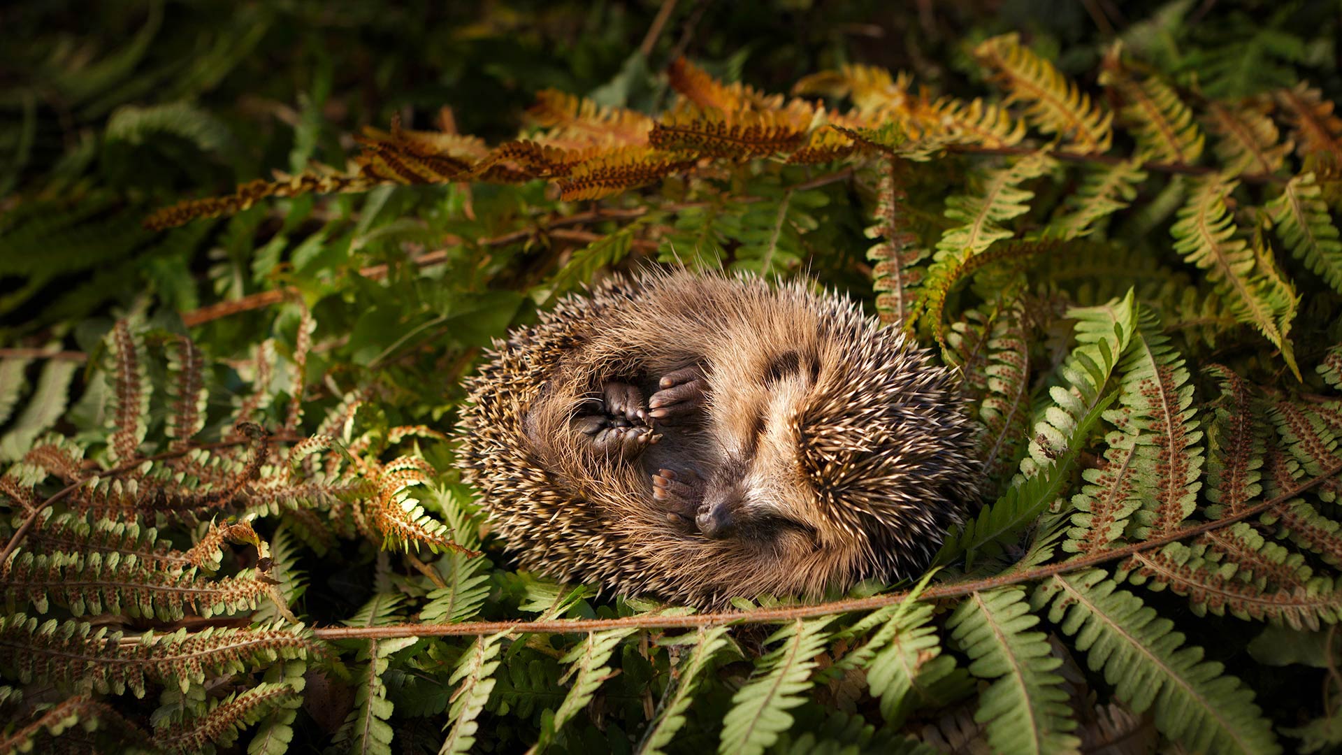 Baby hedgehog (© lorenzo104/Getty Images)(Bing United Kingdom)