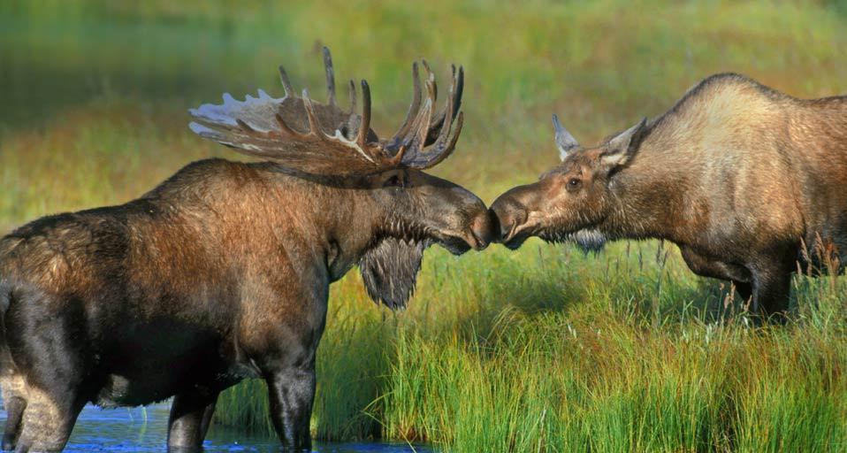Pair of moose near Wonder Lake in Denali National Park, Alaska, USA (© Alaska Stock/Alaska Stock Images)(Bing United Kingdom)