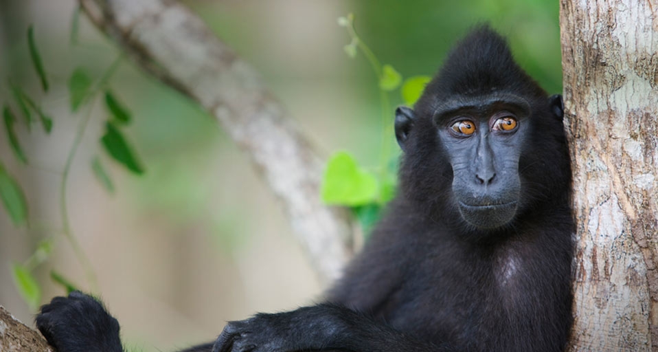 Celebes Crested Macaque resting in tree -- Jami Tarris/Corbis &copy; (Bing United Kingdom)