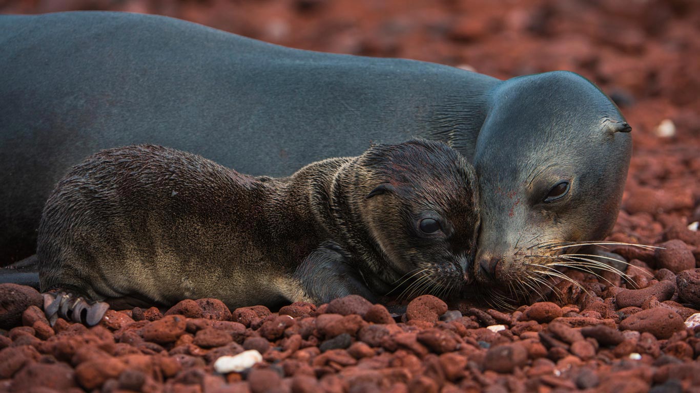 Galápagos sea lion and pup, Rábida Island, Galápagos Islands, Ecuador (© Pete Oxford/Minden Pictures)(Bing Canada)