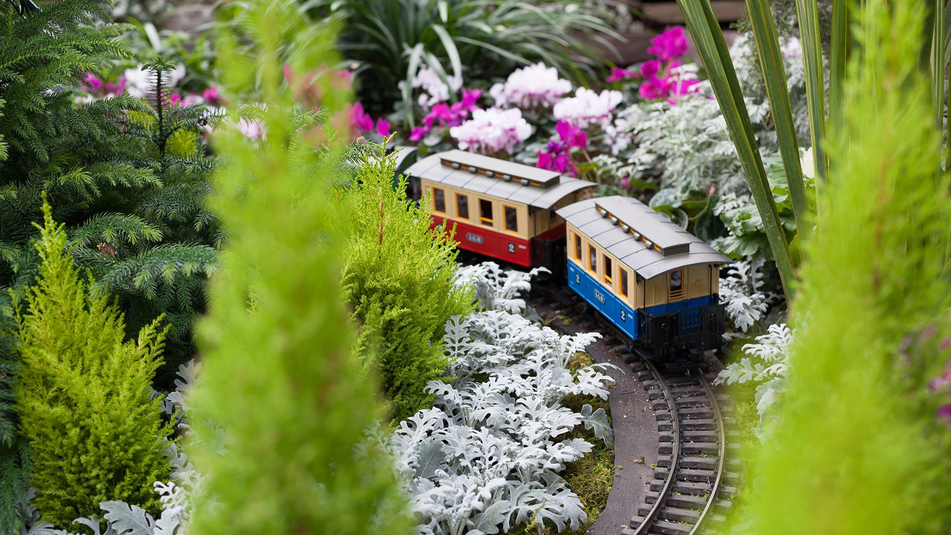 Train surrounded by Christmas flowers at Allan Gardens Conservatory, Toronto (© bruno135_406/Adobe Stock)(Bing Canada)