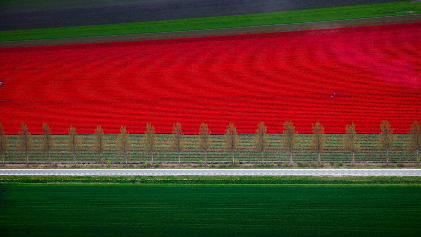 Tulip fields in Noordoostpolder, Netherlands (© Siebe Swart/plainpicture)(Bing Australia)
