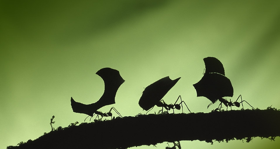Leafcutter ants carrying leaves. Braulio Carrillo National Park., Costa Rica – Photoshot/age fotostock &copy; (Bing United Kingdom)