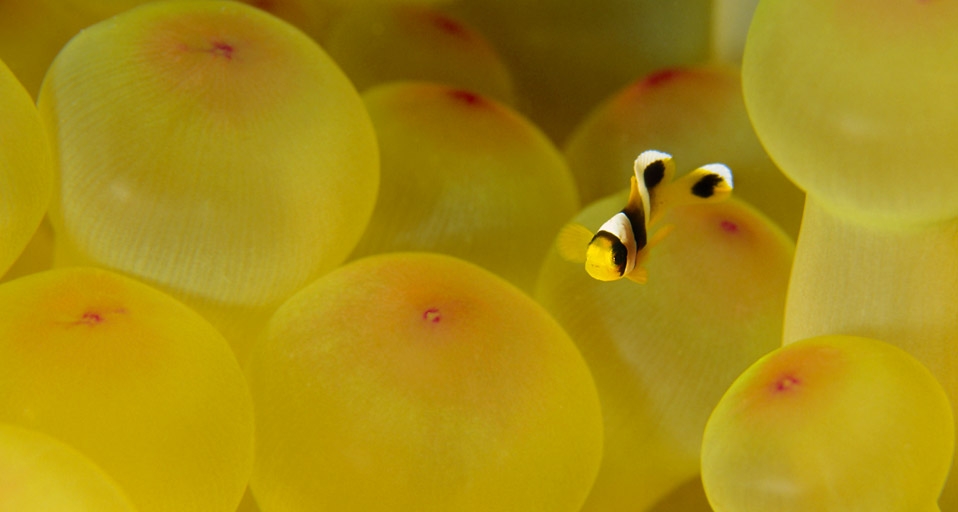 Clownfish swimming in the Red Sea, Egypt -- SIME/eStock Photo &copy; (Bing United Kingdom)