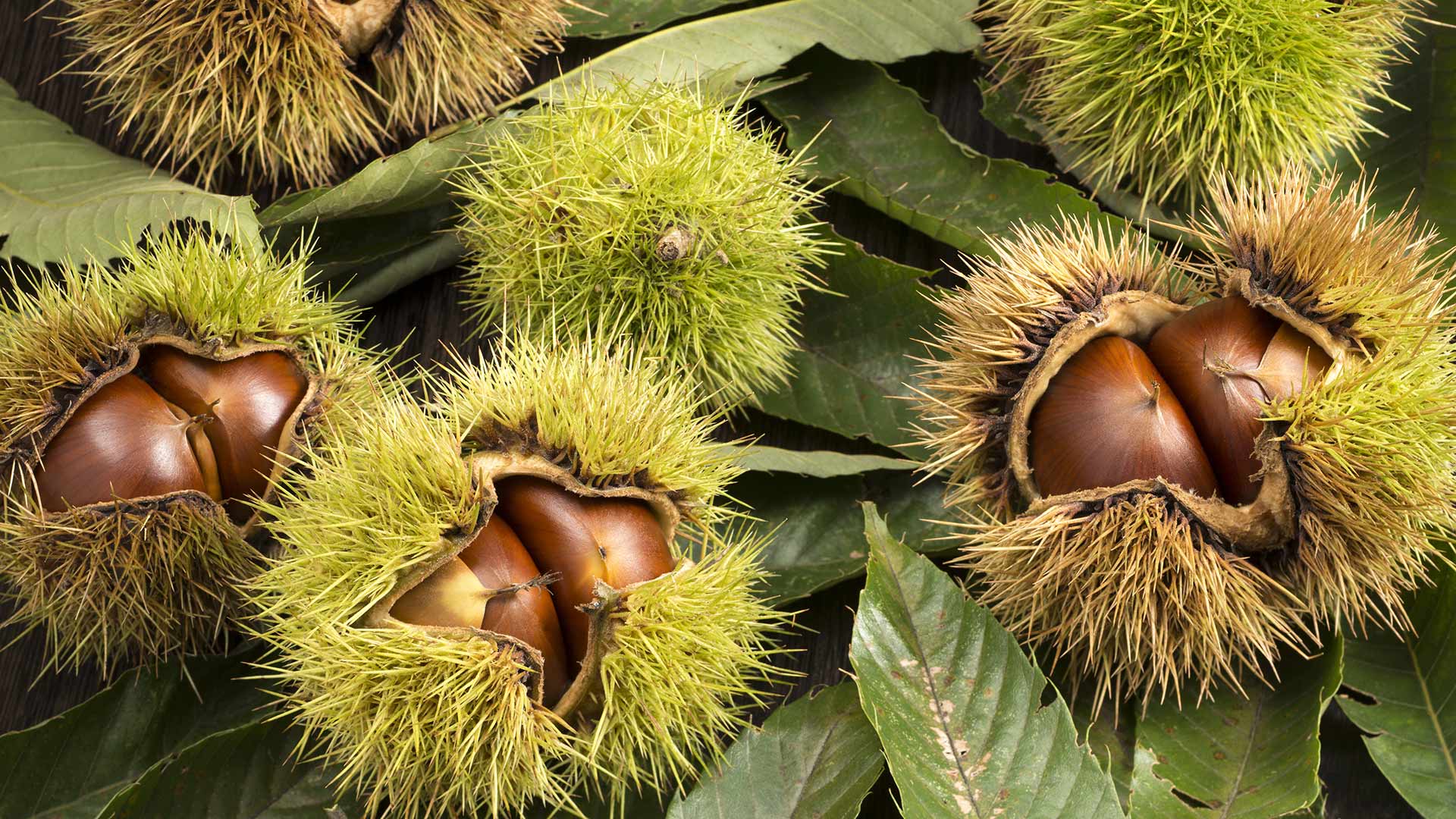Esskastanien (© Kai Keisuke/Shutterstock)(Bing Deutschland)
