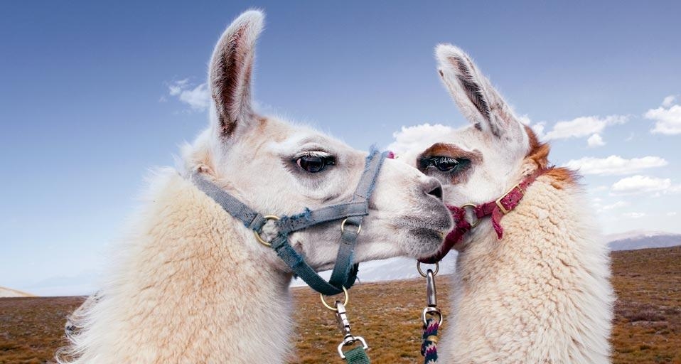 Two llamas in the Latir Peak Wilderness, New Mexico, USA (© Ryan Heffernan/Aurora Photos) &copy; (Bing United Kingdom)