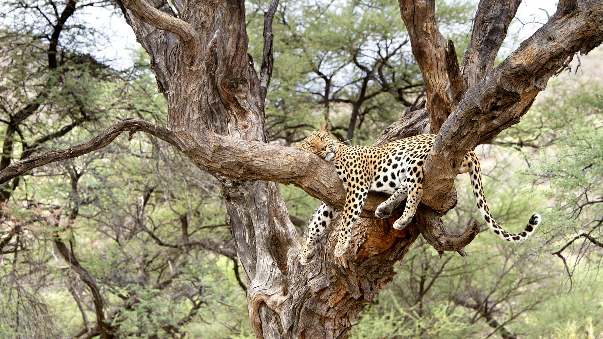 Leopard snoozing in a tree in Namibia (© M. Watsonantheo/SuperStock)(Bing United Kingdom)