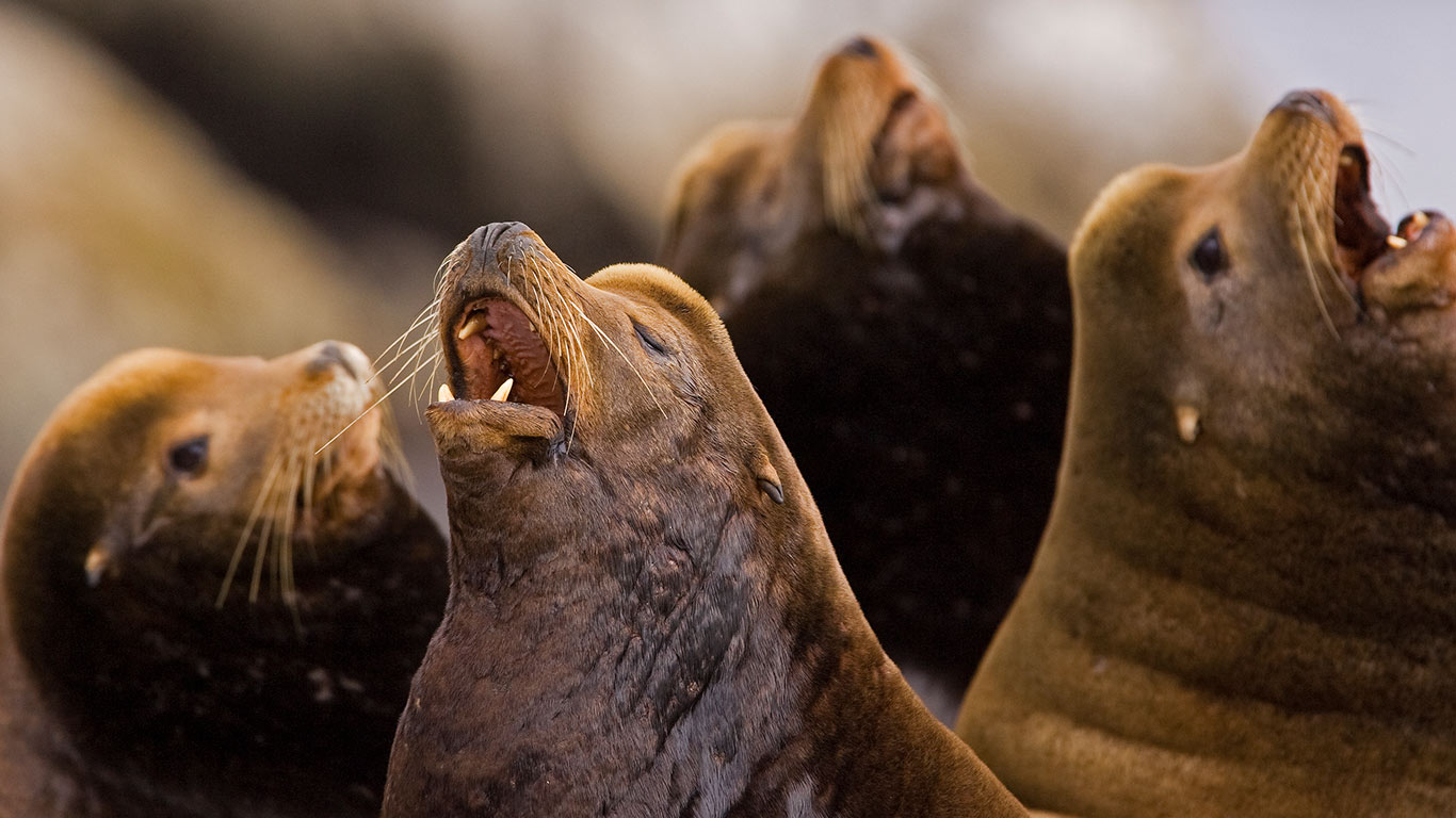 A group of California Sea Lion (Zalophus californianus) raising their heads and barking Barkley Sound, Vancouver Island (© Matthew Maran/Minden Pictures)(Bing Canada)