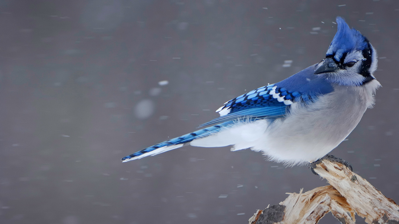 Blue jay (© Christophe Sidamon-Pesson/Minden Pictures)(Bing United Kingdom)