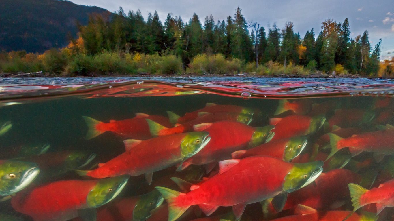Sockeye salmon spawn in the Adams River in British Columbia, Canada (© Yva Momatiuk and John Eastcott/Minden Pictures)(Bing United Kingdom)