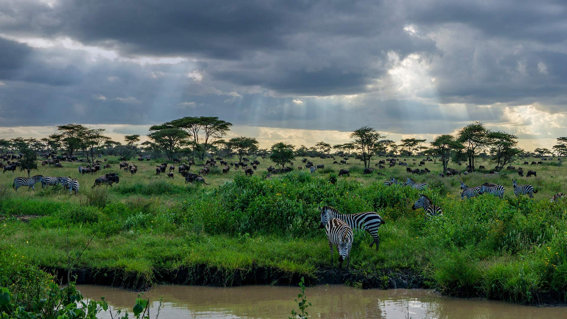 Zebras and wildebeest in the Serengeti National Park in Tanzania (© Raffi Maghdessian/Cavan Images)(Bing United Kingdom)