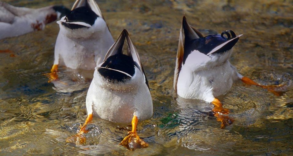 Three dabbling ducks with their heads in the water, Saxony, Germany (© S Meyers/Blickwinkel/age fotostock) &copy; (Bing United Kingdom)