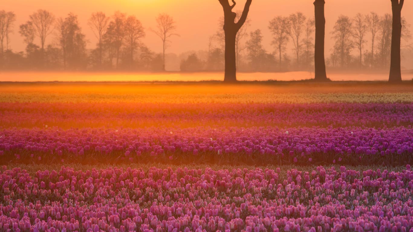 Tulpenfelder in der Nähe von Grolloo, Provinz Drente, Niederlande (© plainpicture/Buiten-Beeld/Karin Broekhuijsen)(Bing Deutschland)