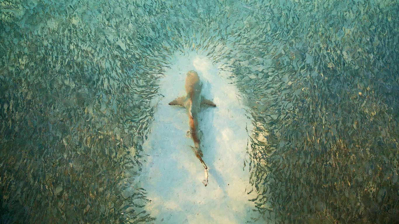 Fish avoid a shark near Heron Island, Australia (© Scott Carr/REX/Shutterstock)(Bing United Kingdom)