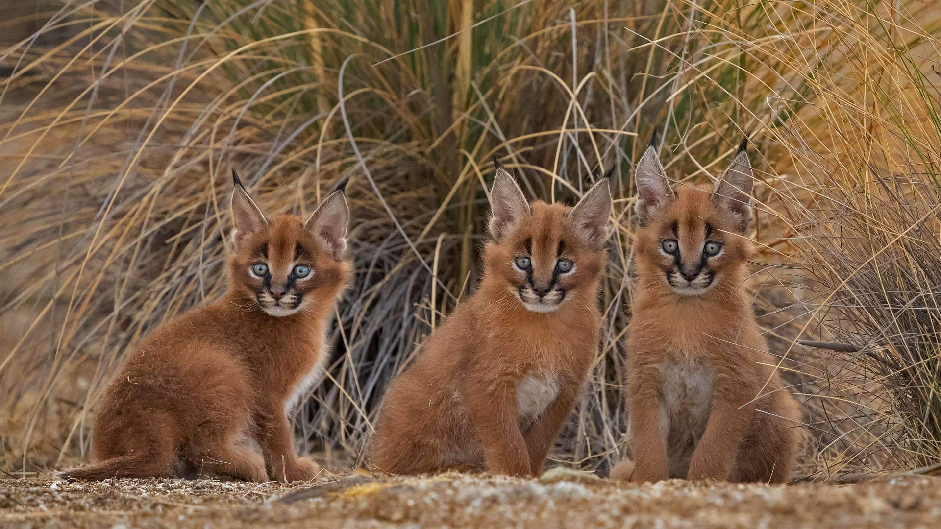 Petits caracals (© Marion Vollborn/Minden Pictures)(Bing France)