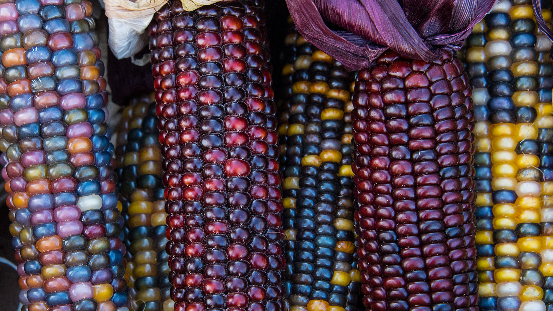 Close up image of colourful Indian corn kernels in Mississauga, ON (© Nancybelle Gonzaga Villarroya/Getty Images)(Bing Canada)