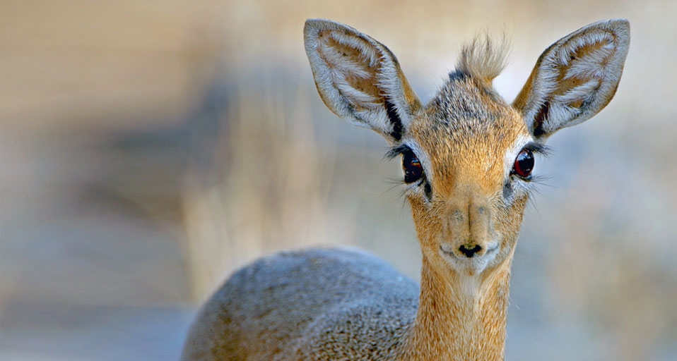 Close up of a Damara dik-dik (Madoqua kirkii) from Etosha National Park, Namibia -- Shem Compion/Getty Images &copy; (Bing Canada)